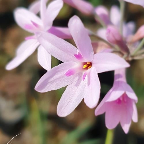 senses, horticulture, abrus, abrus enterprise, abrus plants and grasslands4