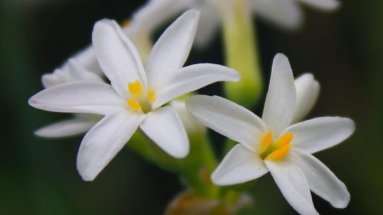 senses, thought centre, senses, horticulture, abrus, abrus enterprise, abrus plants and grasslands, horticulture (1)