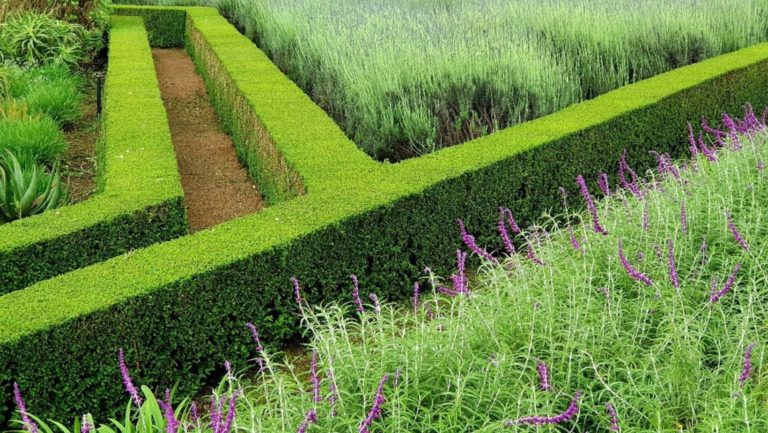 thought centre, senses, horticulture, abrus, abrus enterprise, abrus plants and grasslands, horticulture