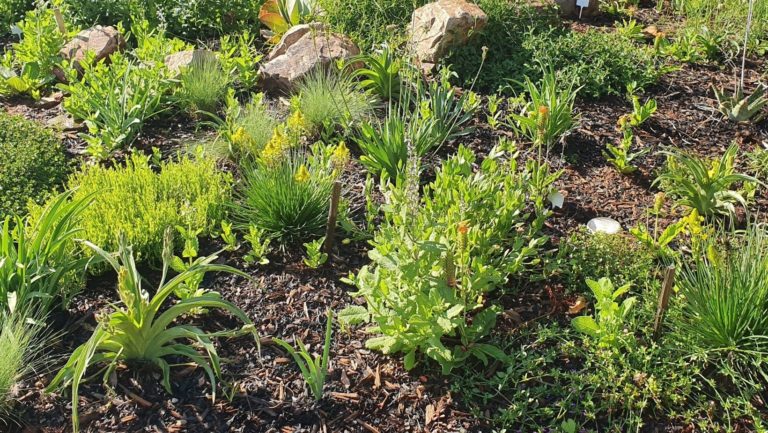 thought centre, senses, horticulture, abrus, abrus enterprise, abrus plants and grasslands, horticulture (6)