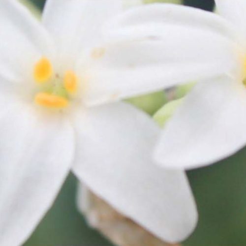 thought centre, senses, horticulture, abrus, abrus enterprise, abrus plants and grasslands, horticulture (3)